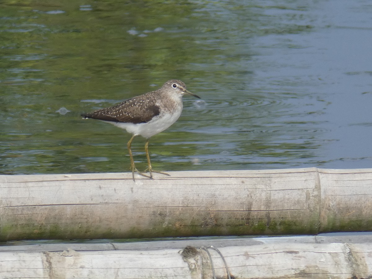 Solitary Sandpiper - Cathryn Pritchard