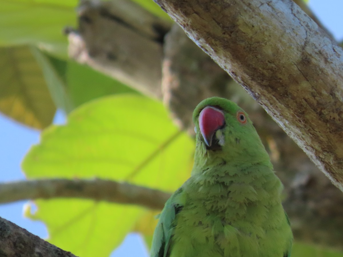 Rose-ringed Parakeet - Tom Obrock