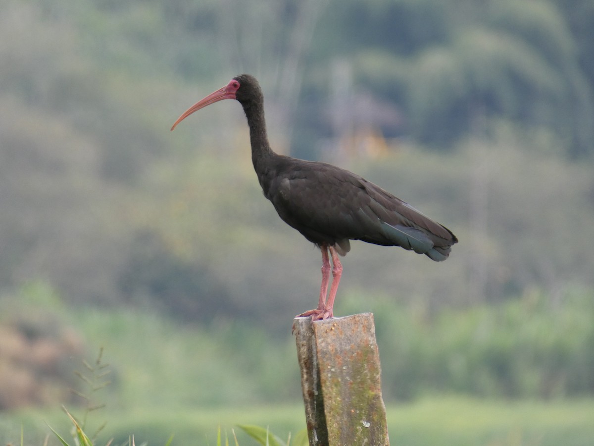 Bare-faced Ibis - Cathryn Pritchard