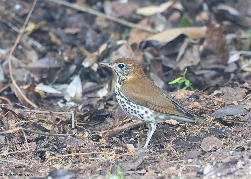 Wood Thrush - ML619627286