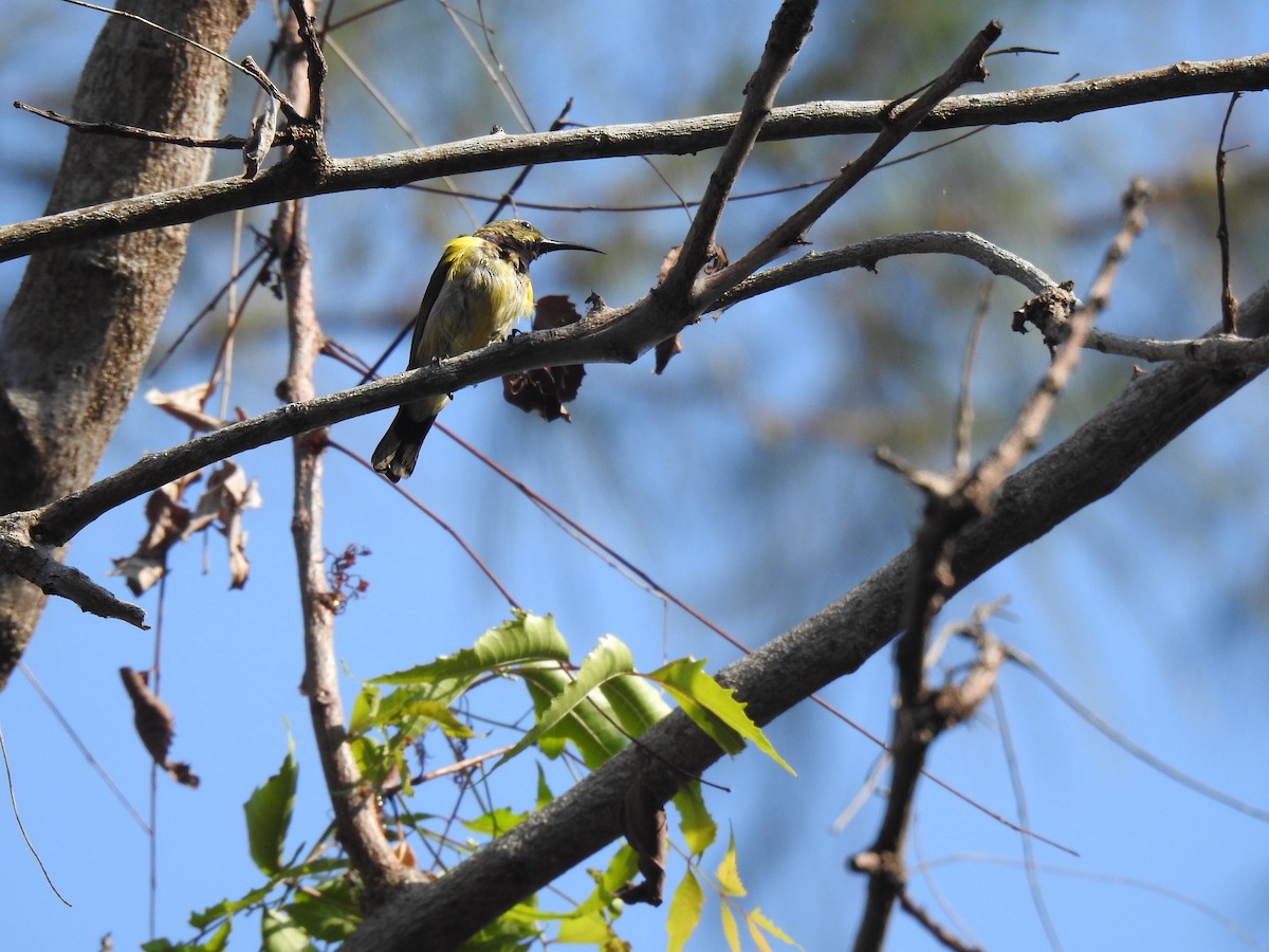 Ornate Sunbird - Prabhudatta Bal