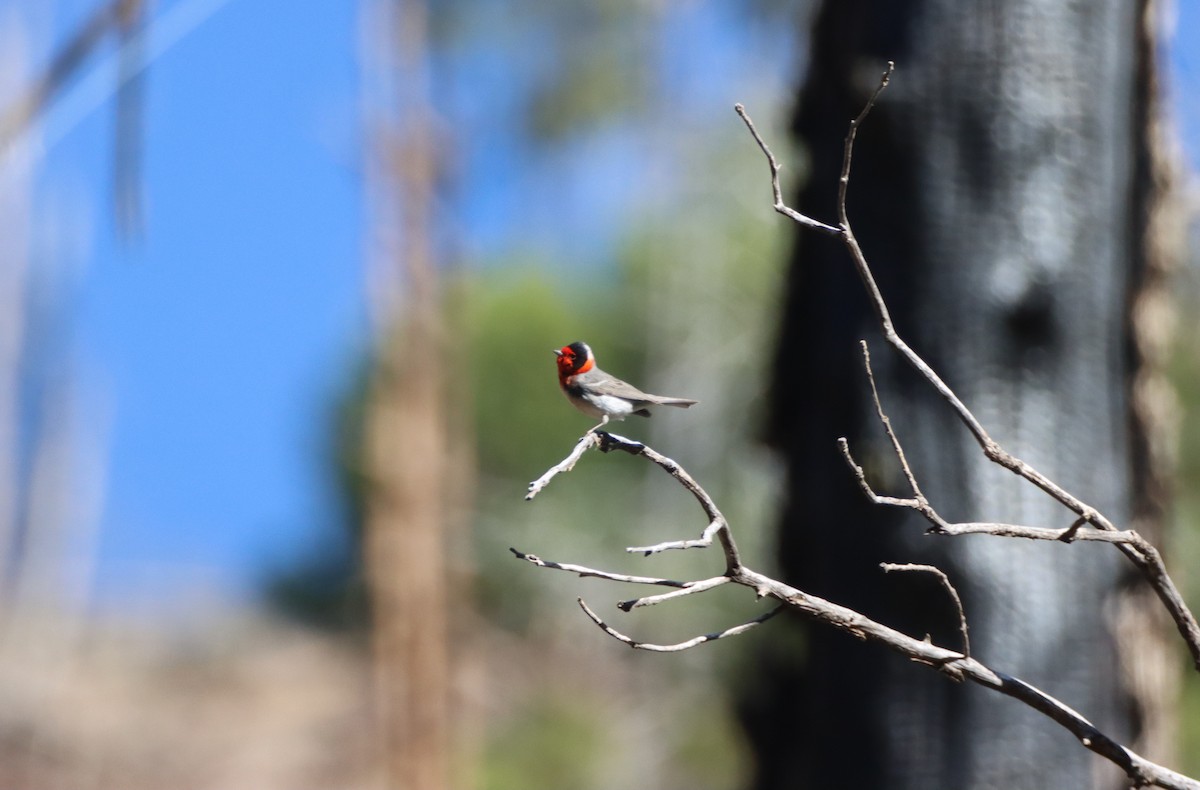 Red-faced Warbler - Anne Jacobs