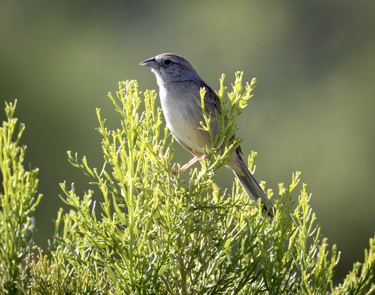 Botteri's Sparrow - ML619627304