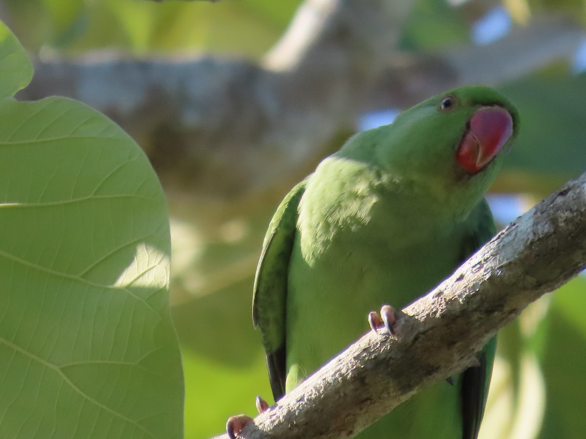 Rose-ringed Parakeet - Tom Obrock