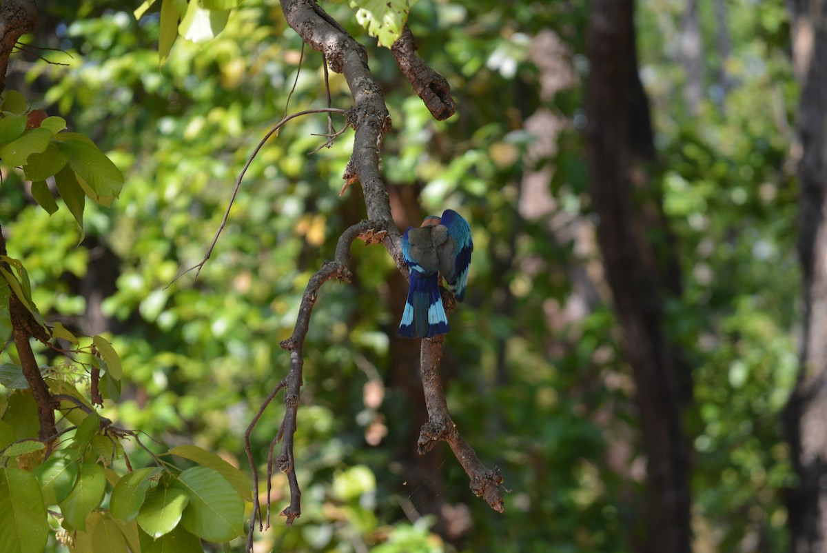 Indian Roller - ML619627306