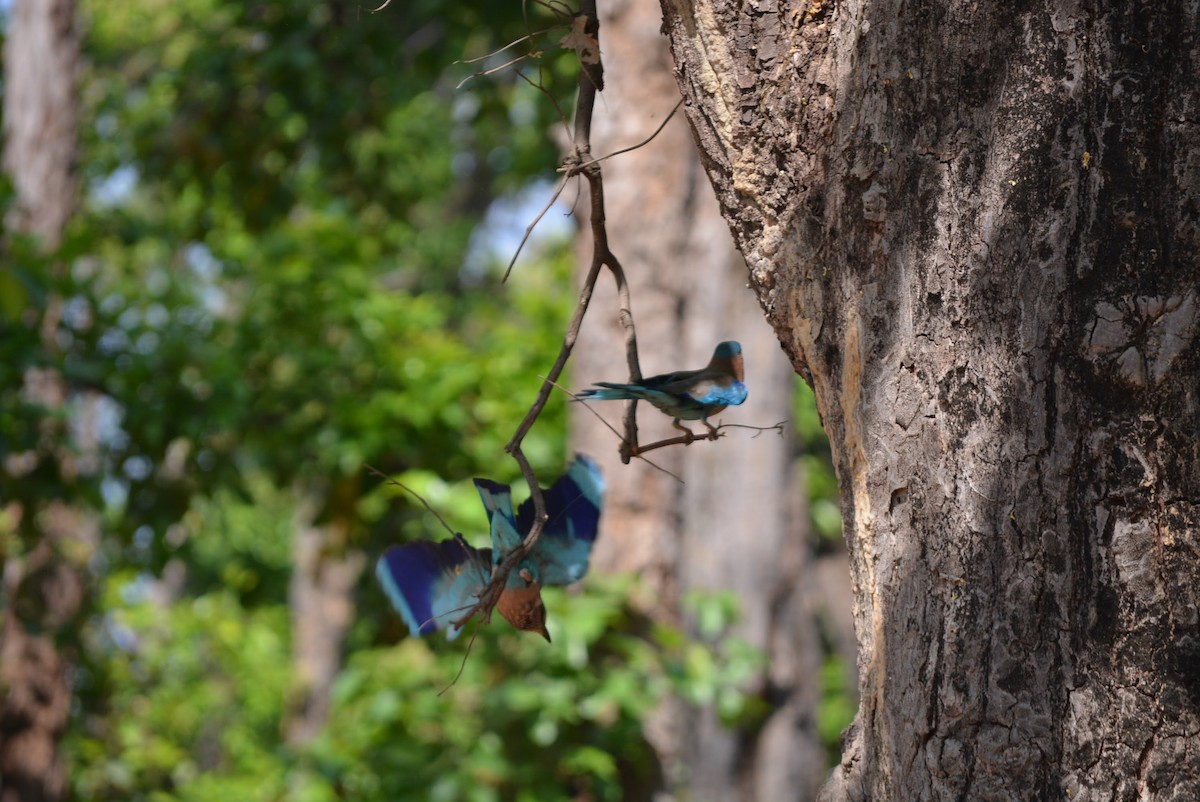 Indian Roller - Karthik Solanki