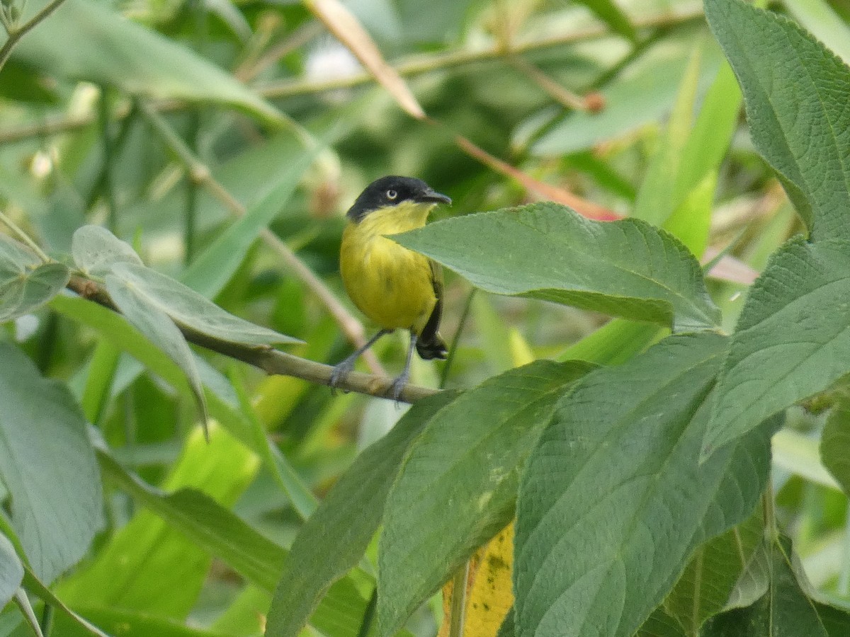 Common Tody-Flycatcher - Cathryn Pritchard