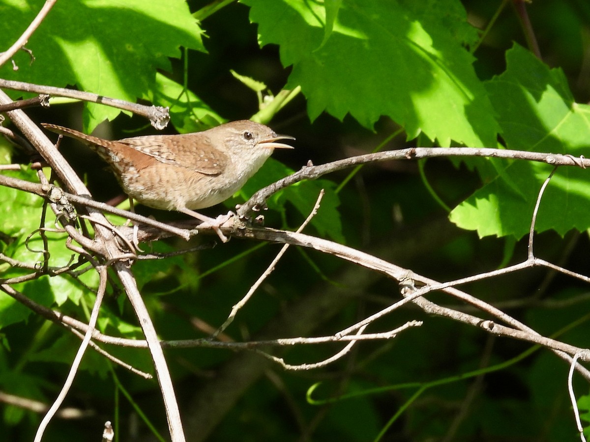 House Wren - Carol Winckler