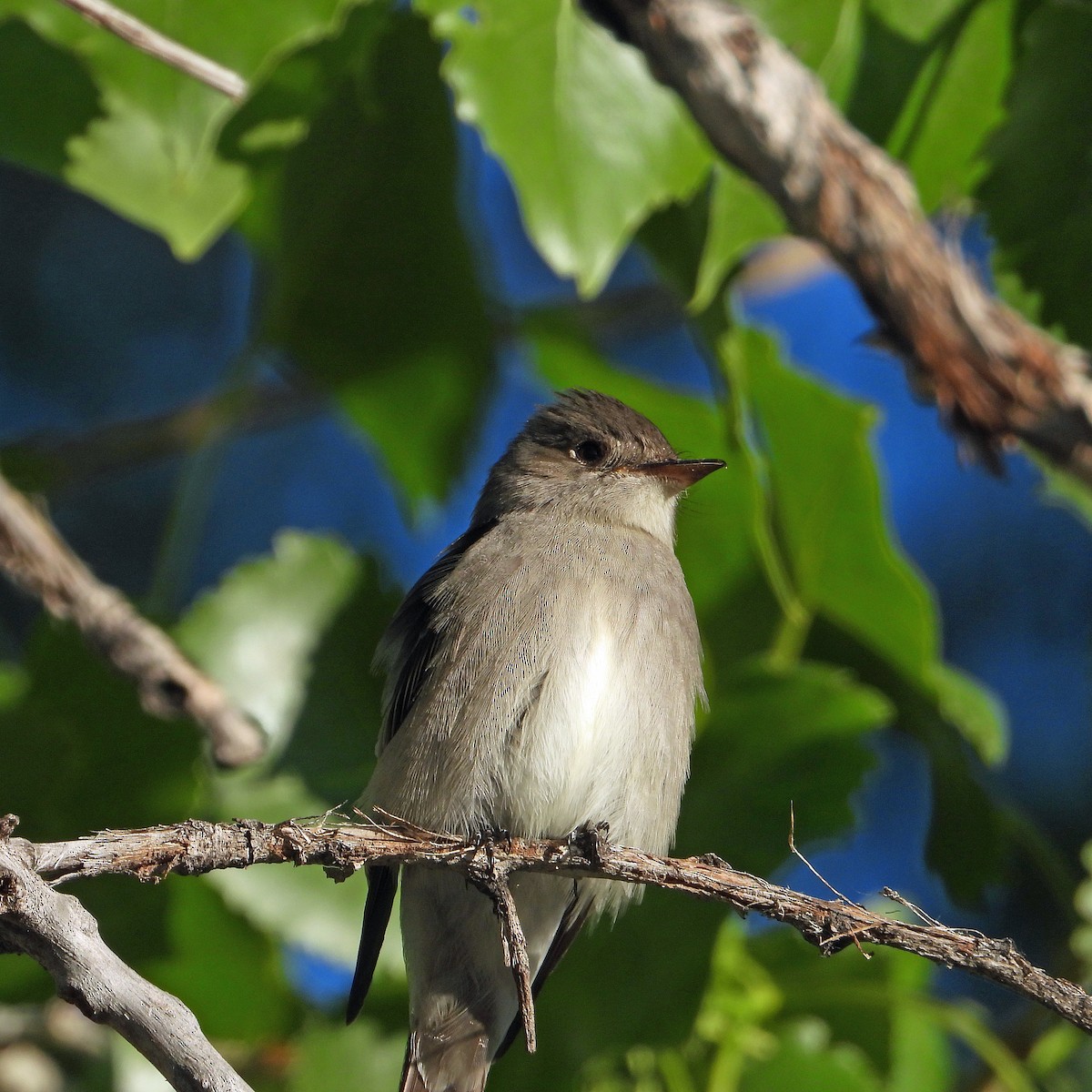 Western Wood-Pewee - Jack Robinson