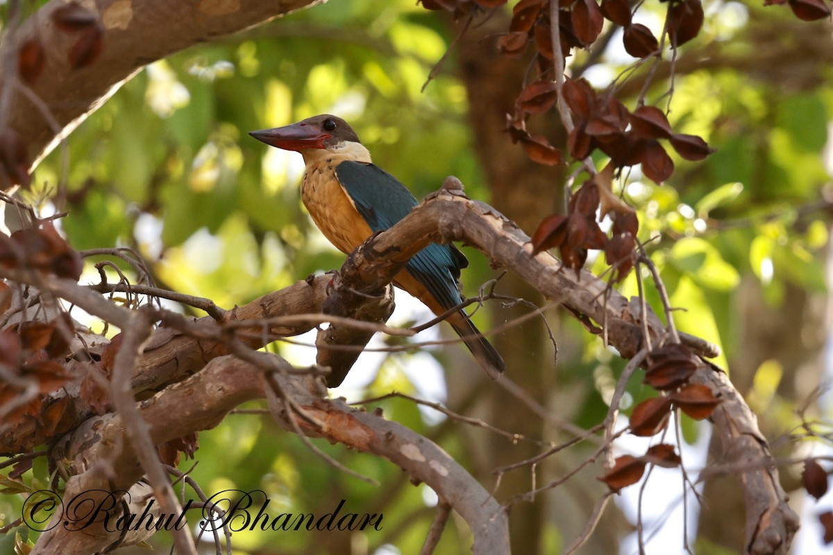 Stork-billed Kingfisher - Rahul Bhandari