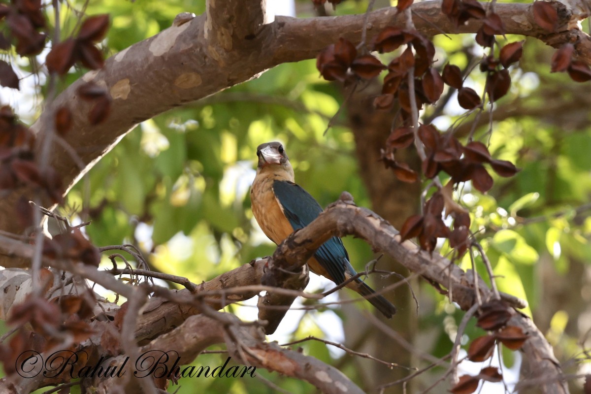 Stork-billed Kingfisher - Rahul Bhandari