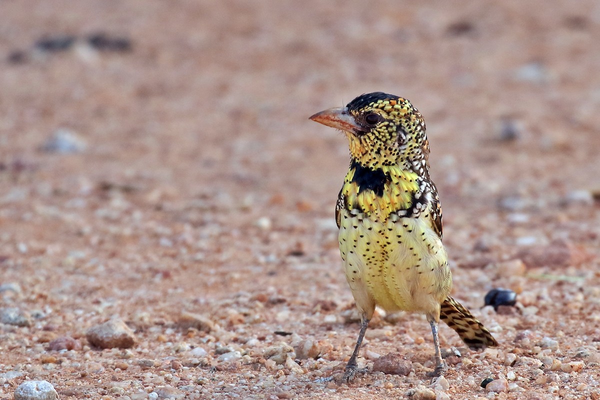 D'Arnaud's Barbet - Zbigniew Swiacki