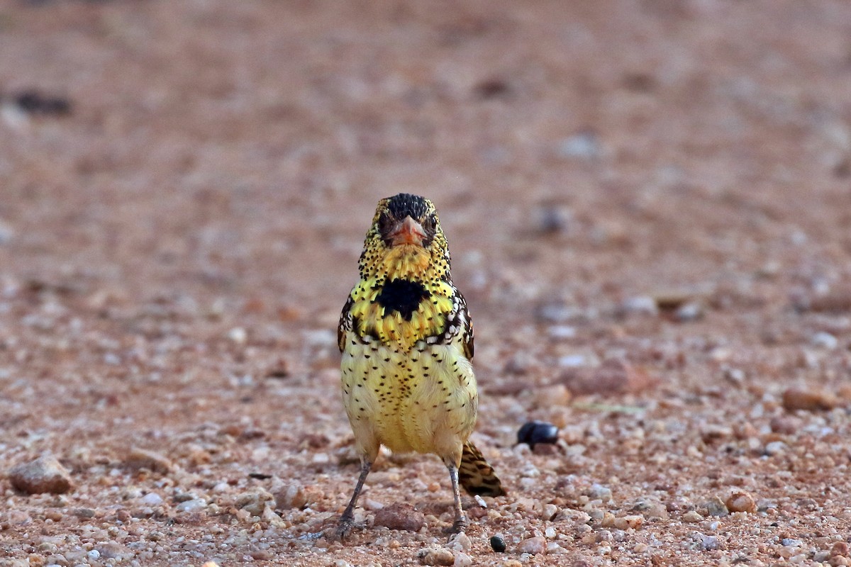 D'Arnaud's Barbet - Zbigniew Swiacki