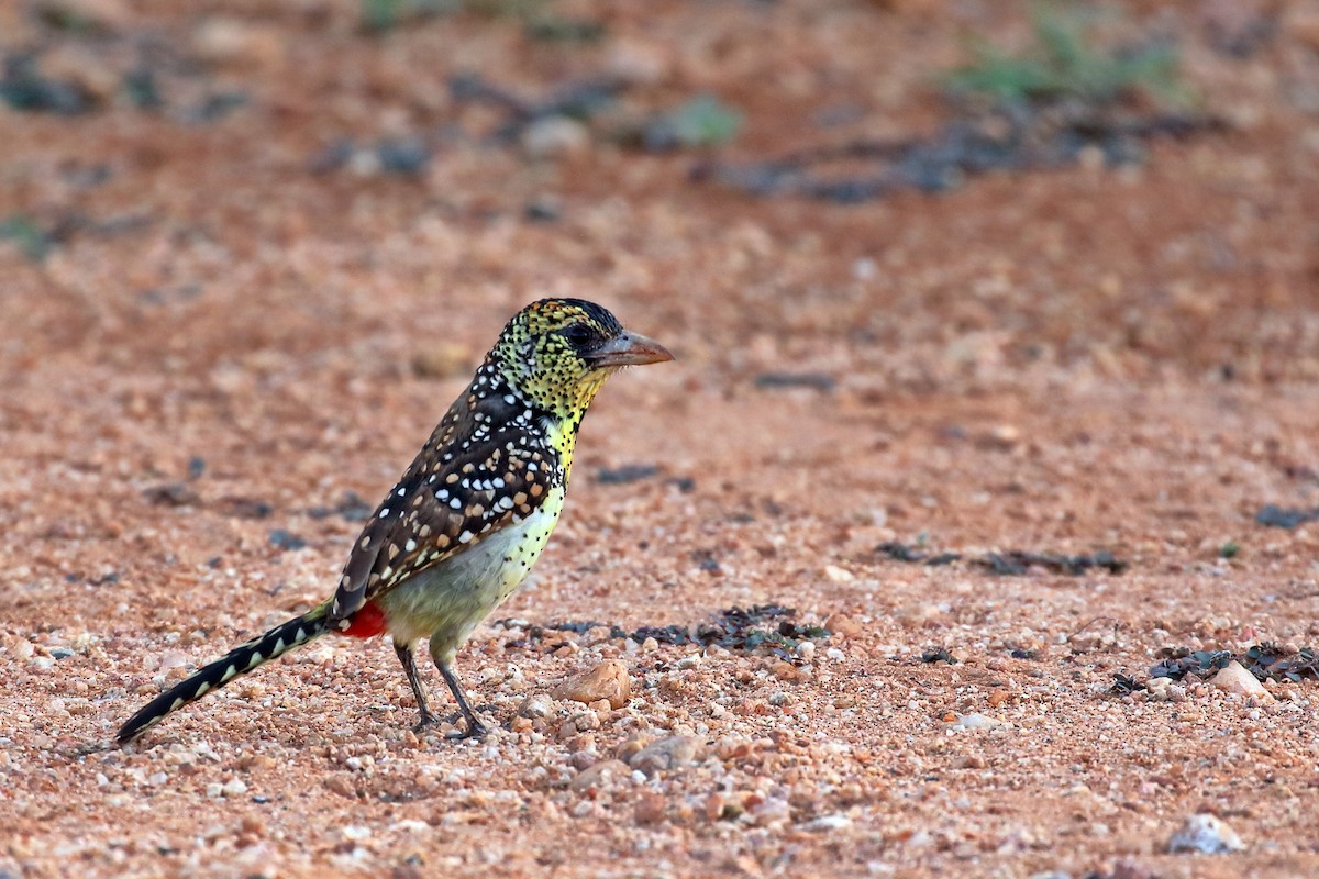 D'Arnaud's Barbet - Zbigniew Swiacki