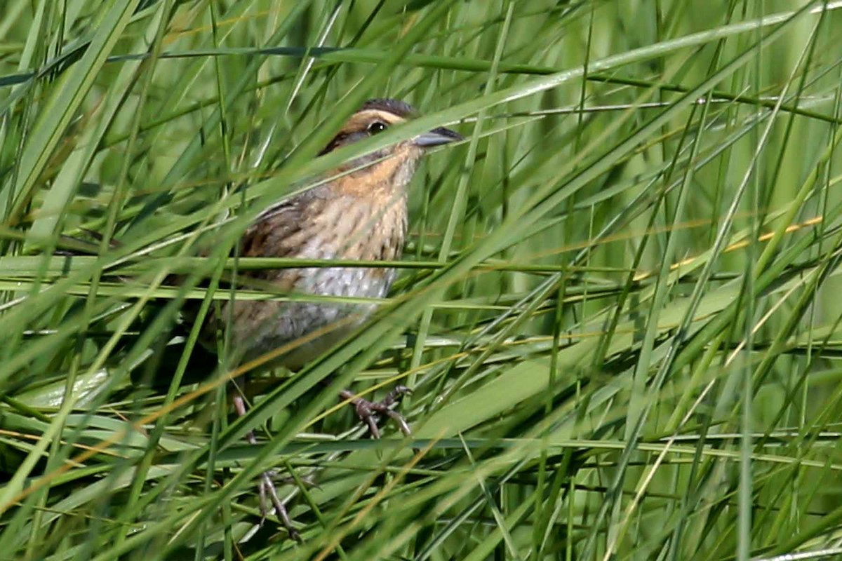 Nelson's Sparrow - Henry Mauer