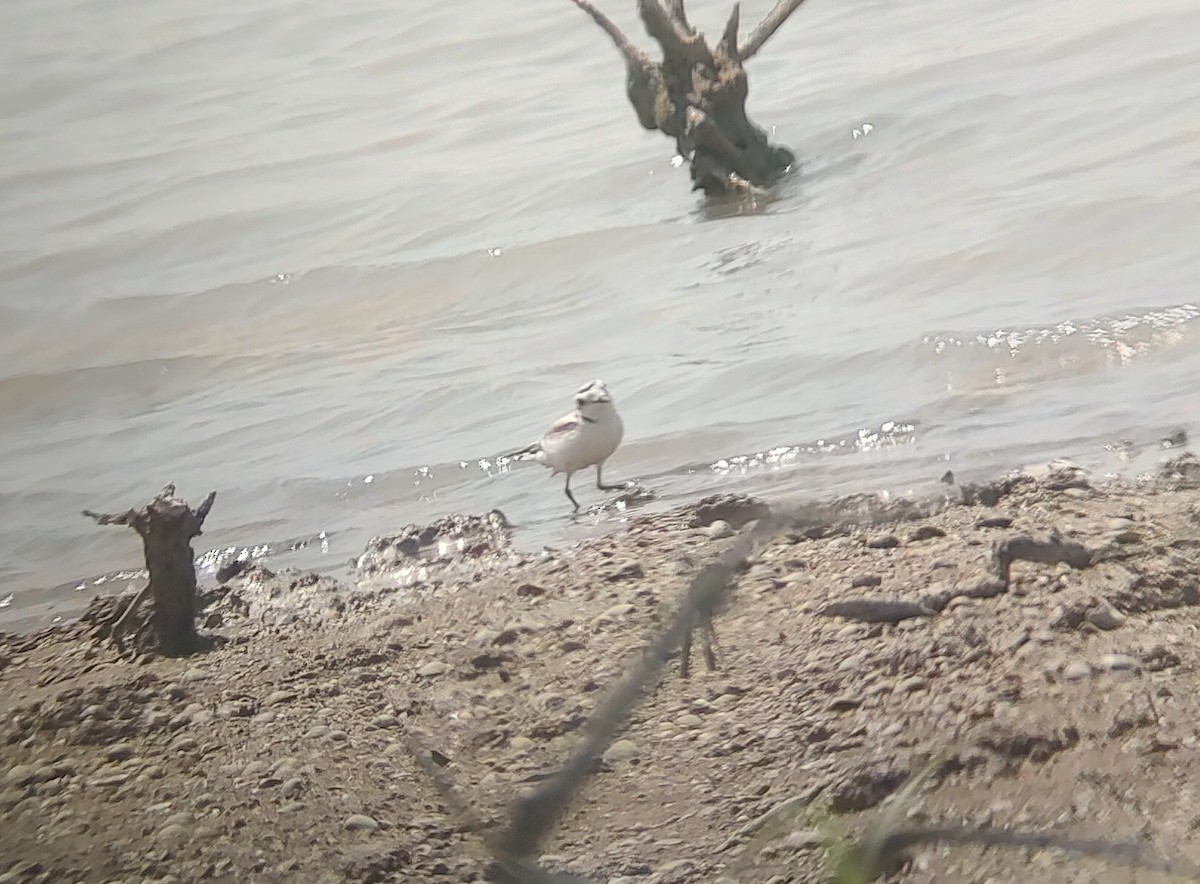 Snowy Plover - ML619627336