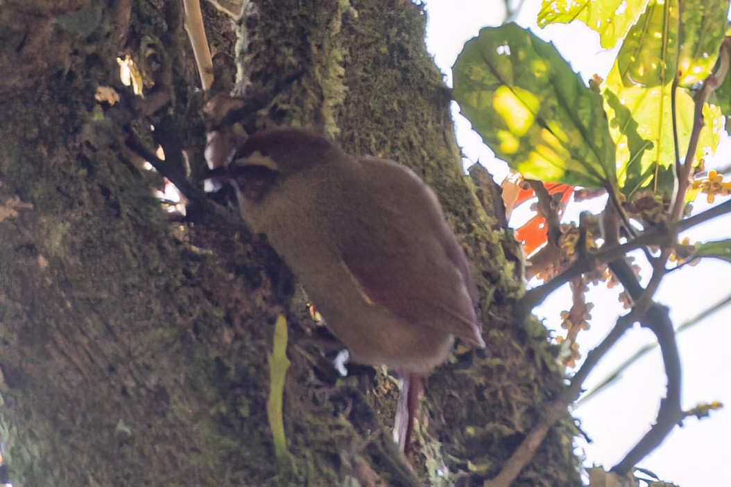 Rufous Gnateater - ML619627337