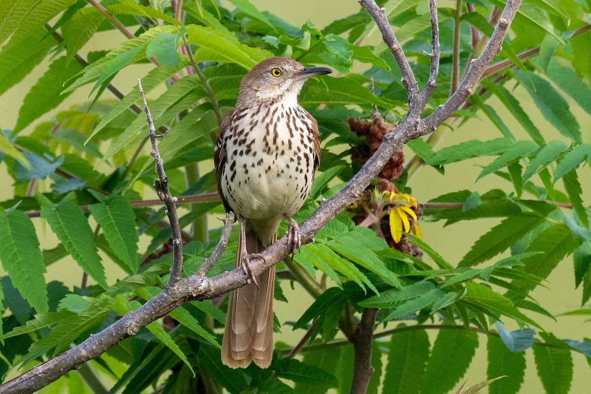 Brown Thrasher - Barry Marsh