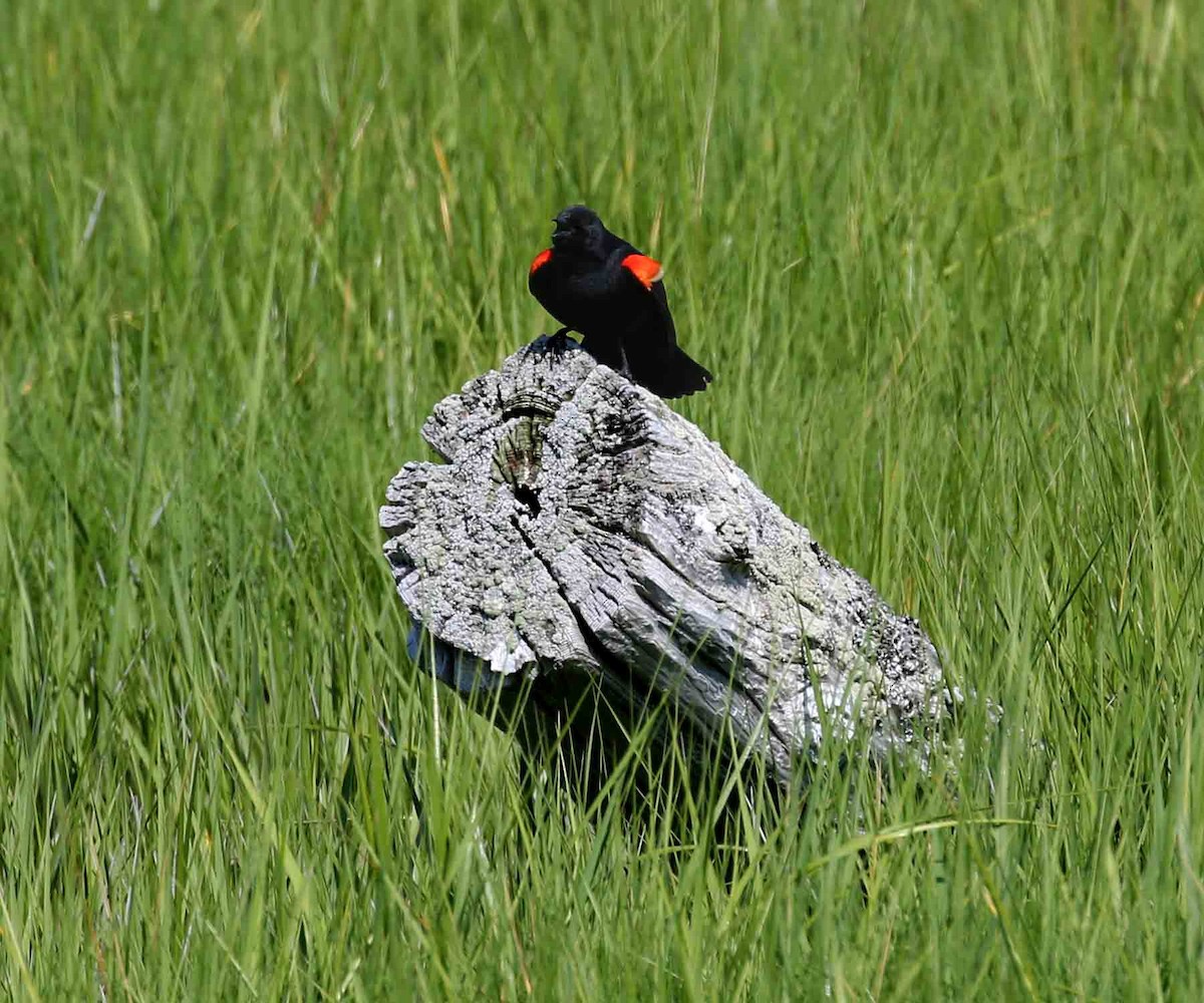 Red-winged Blackbird - Henry Mauer
