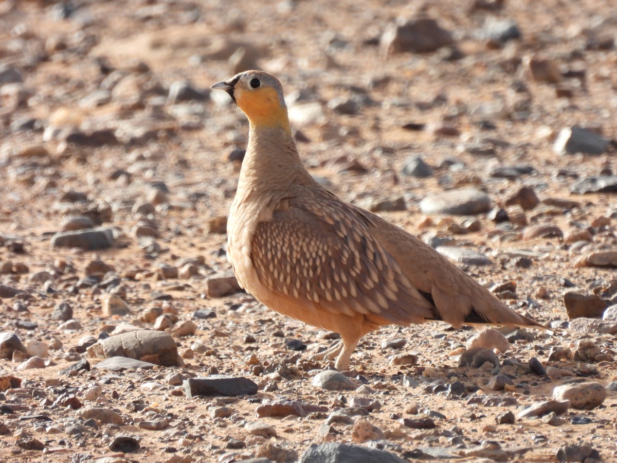 Crowned Sandgrouse - Luís Reino