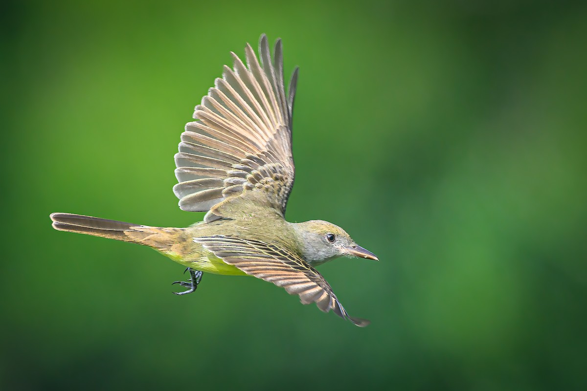 Great Crested Flycatcher - Janet Hix