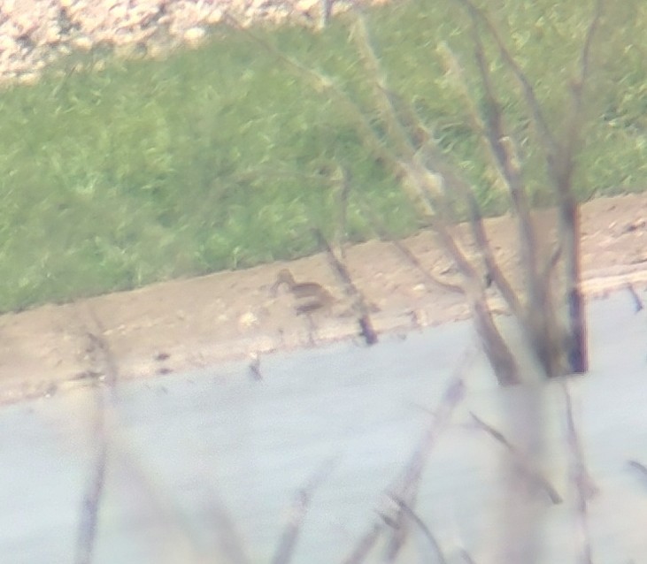 Whimbrel - Wyatt Egelhoff