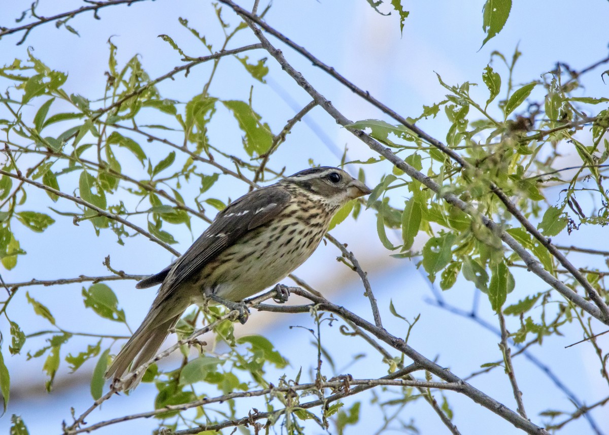 Rose-breasted Grosbeak - David Fraide