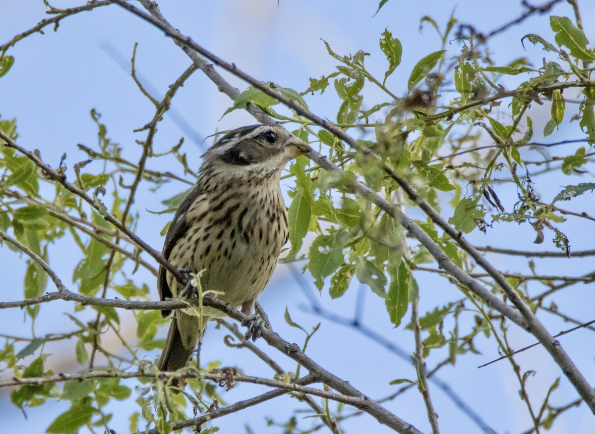 Rose-breasted Grosbeak - David Fraide