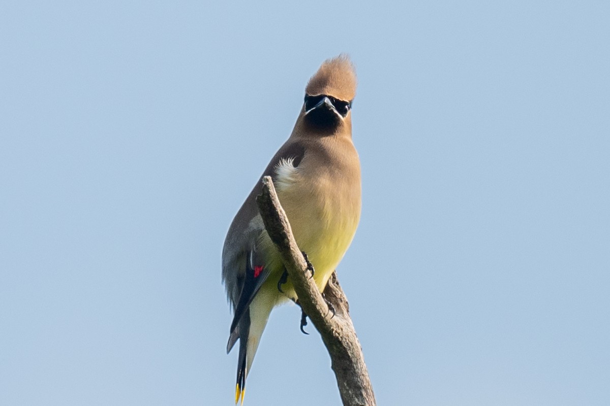 Cedar Waxwing - Barry Marsh