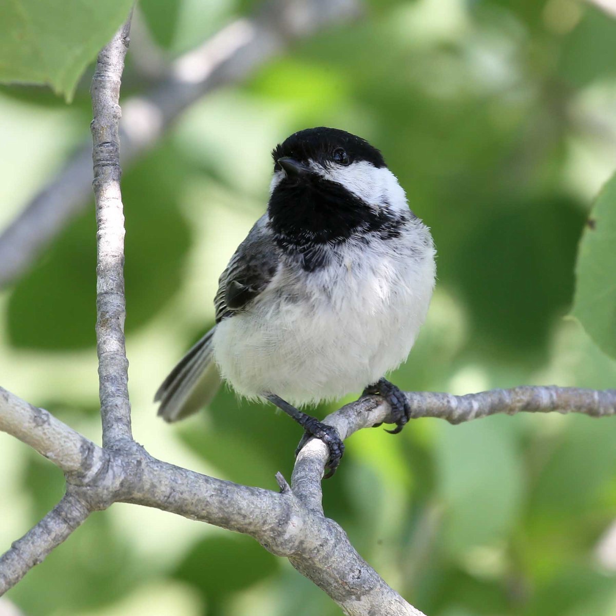 Black-capped Chickadee - ML619627369