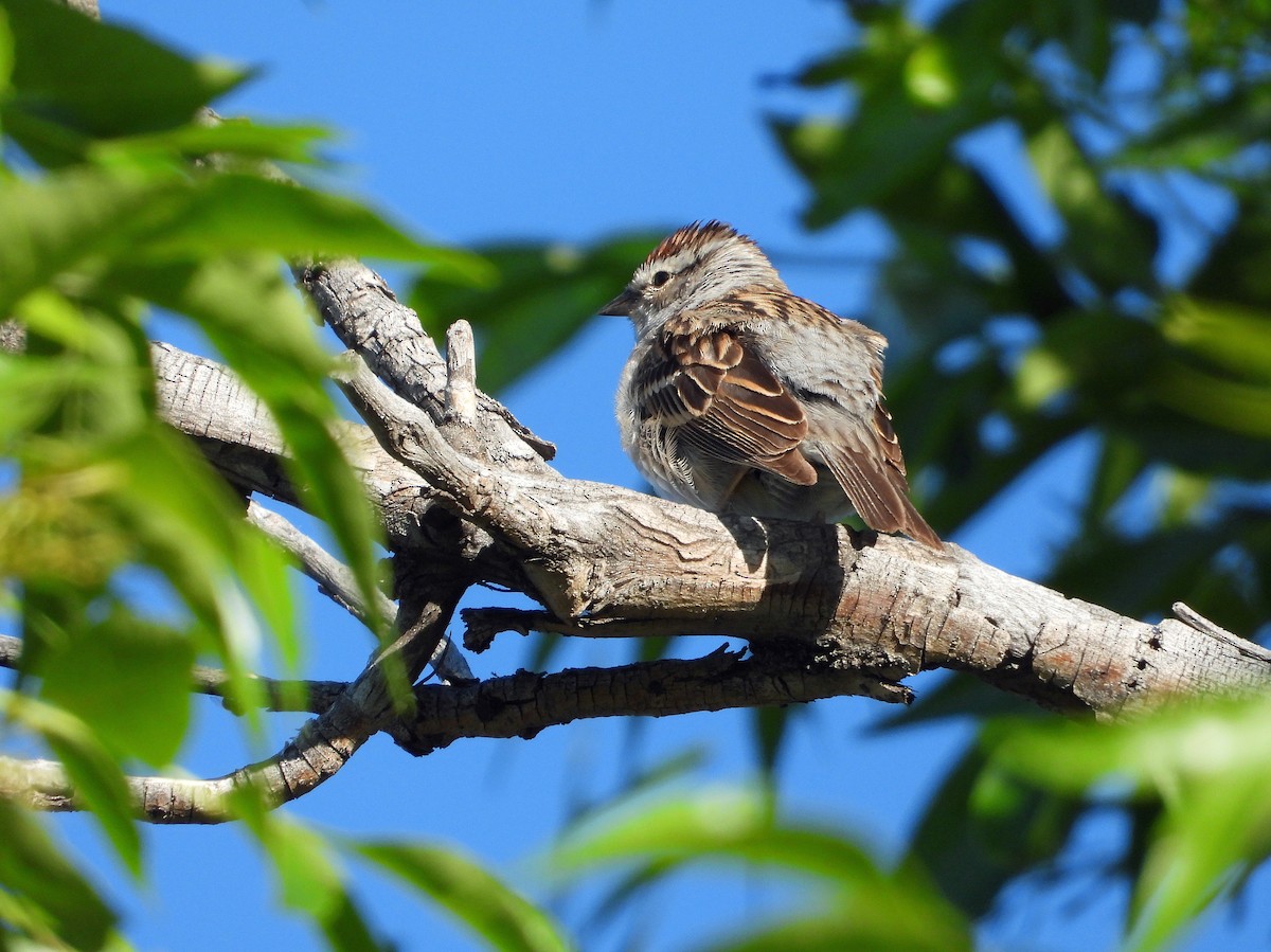 Chipping Sparrow - Jack Robinson