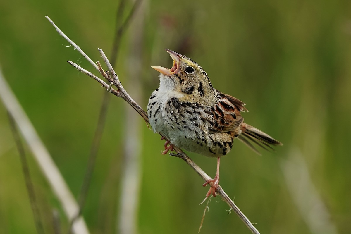 Henslow's Sparrow - Dana Siefer