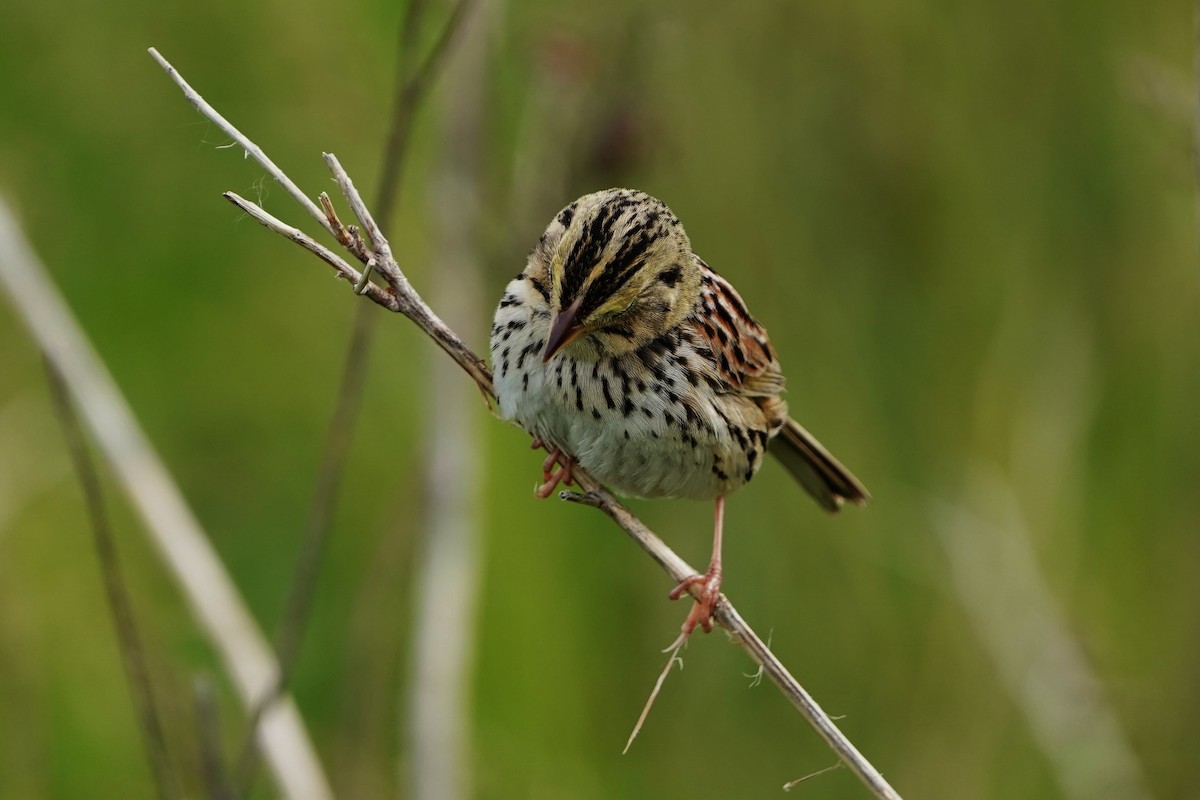 Henslow's Sparrow - Dana Siefer