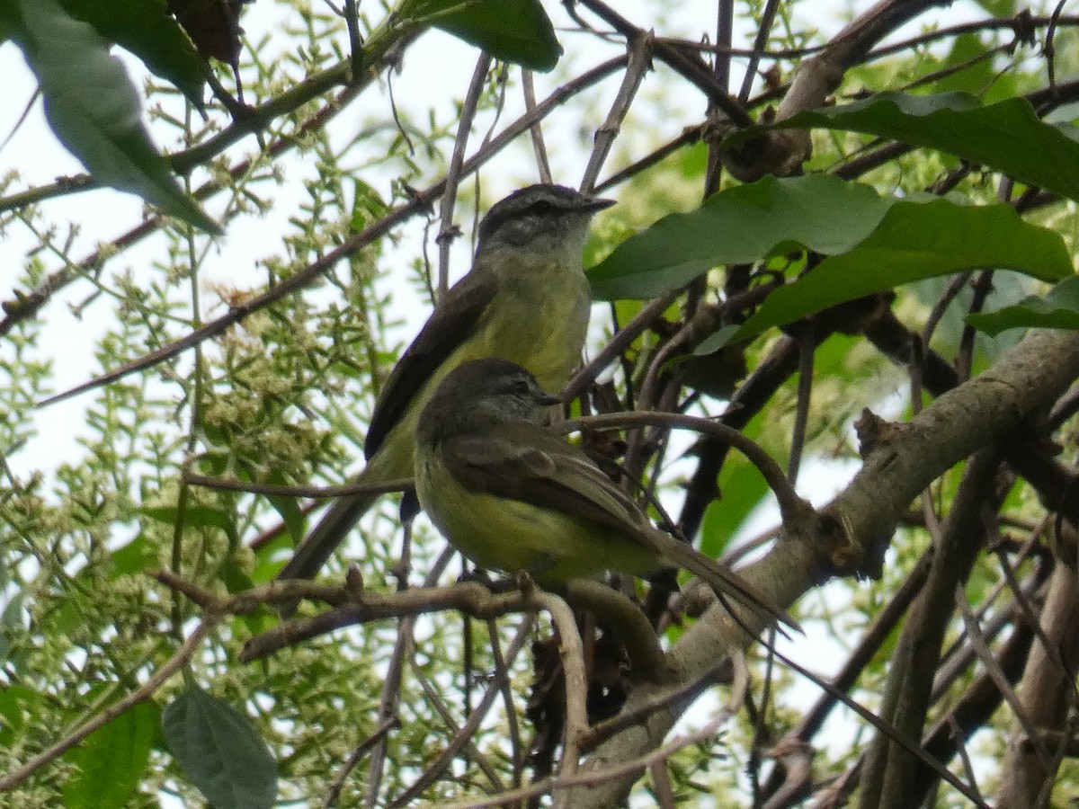 Mosquerito Cabecigrís - ML619627384