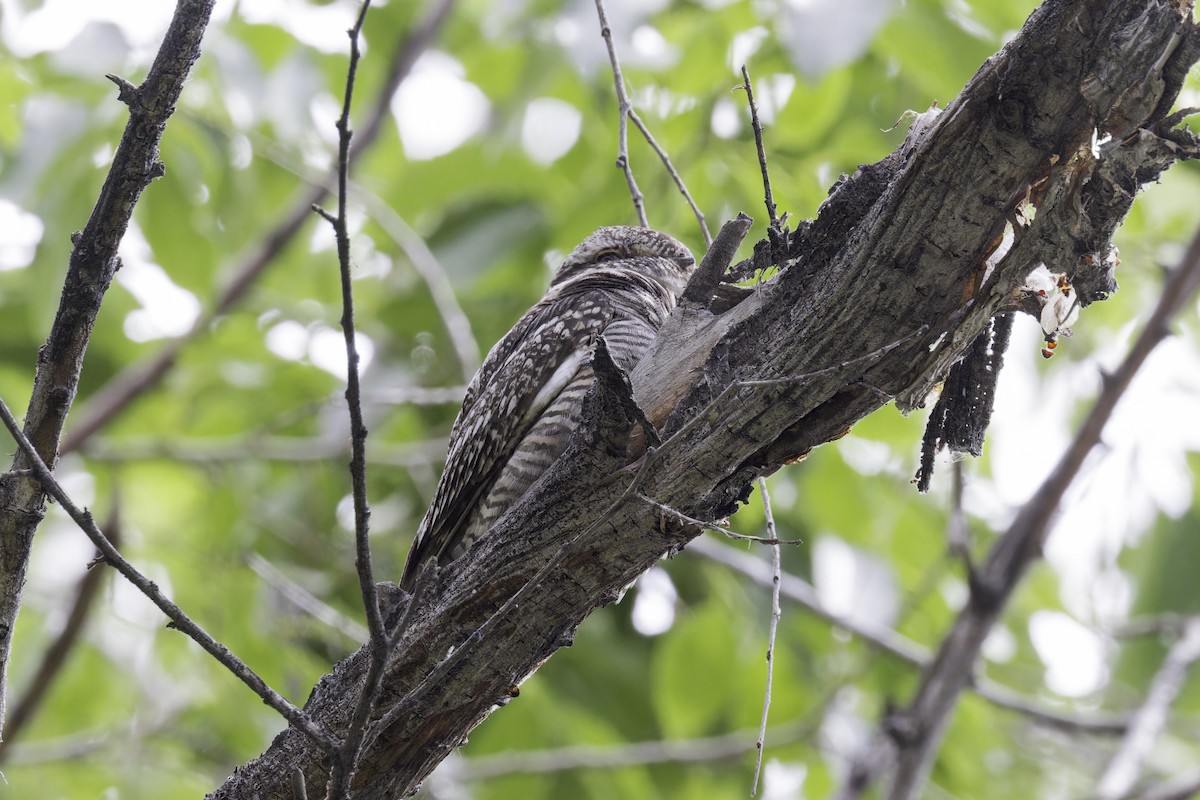 Lesser Nighthawk - ML619627387