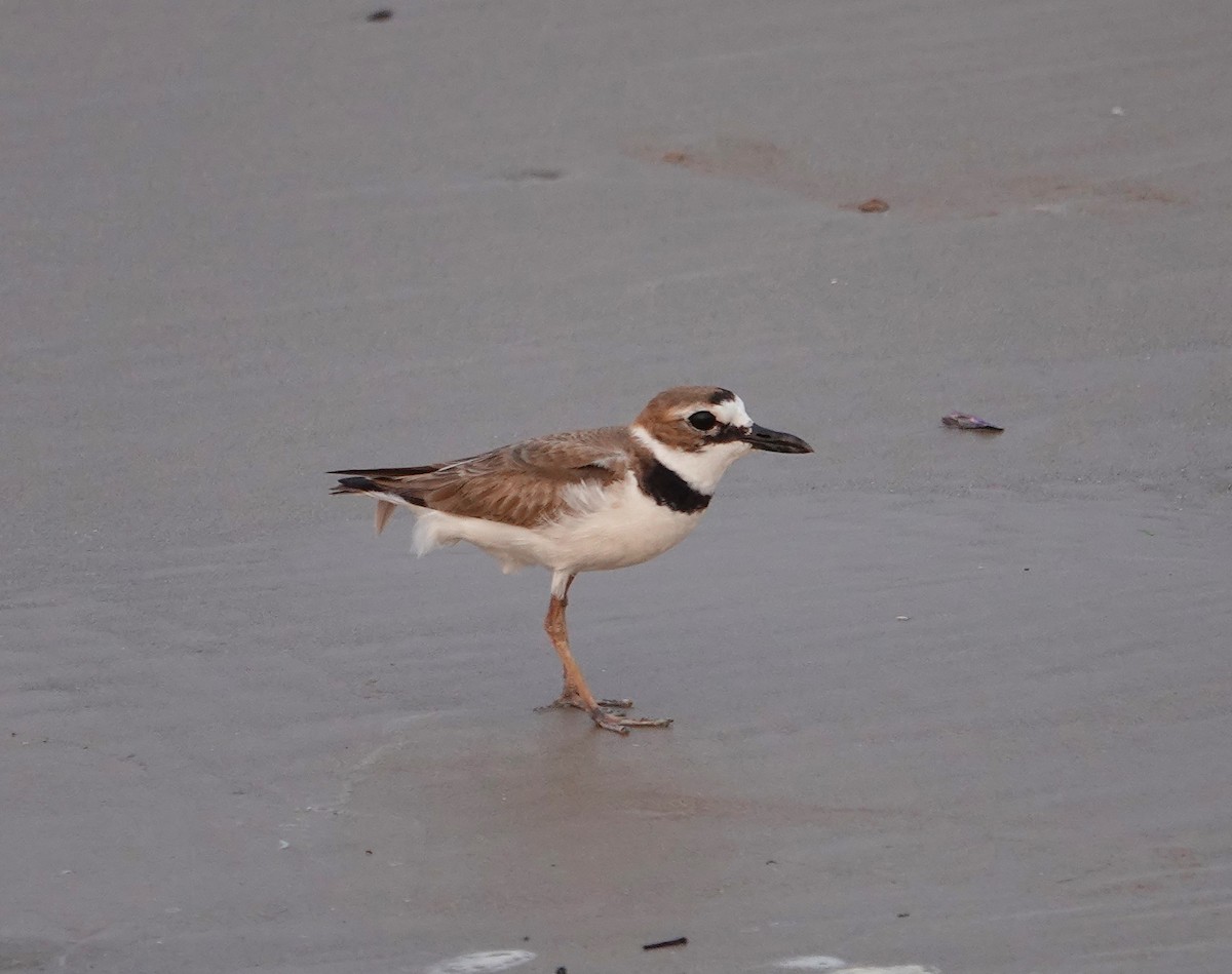 Wilson's Plover - ML619627392