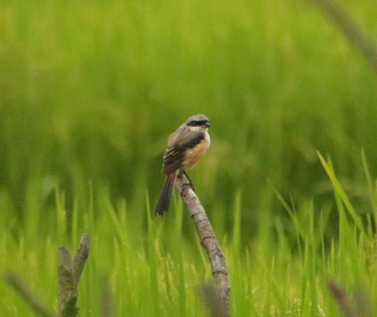 Long-tailed Shrike - Meruva Naga Rajesh