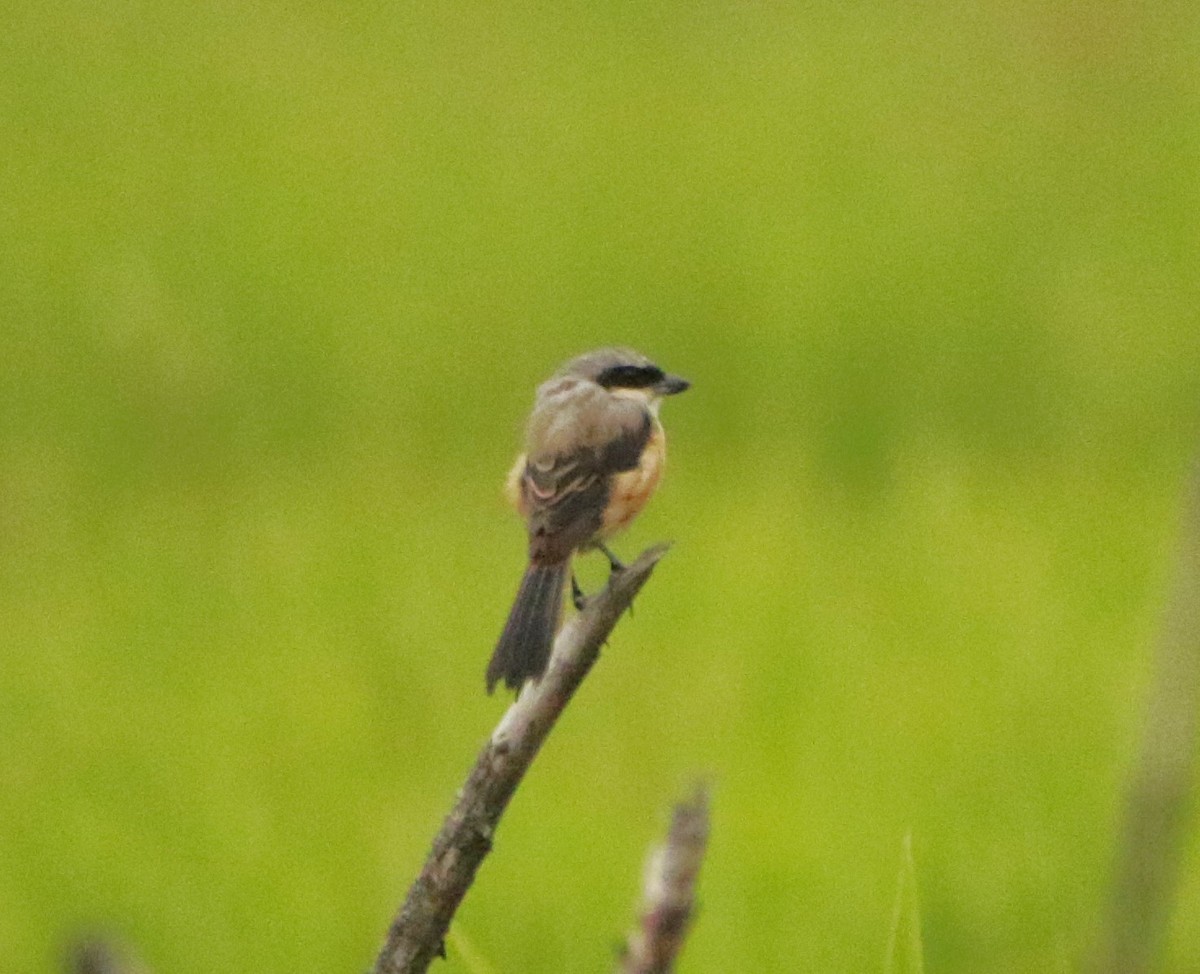 Long-tailed Shrike - Meruva Naga Rajesh