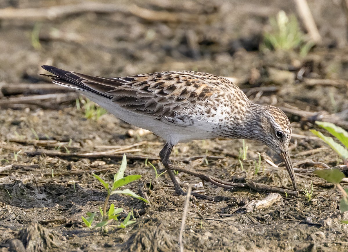 White-rumped Sandpiper - ML619627420