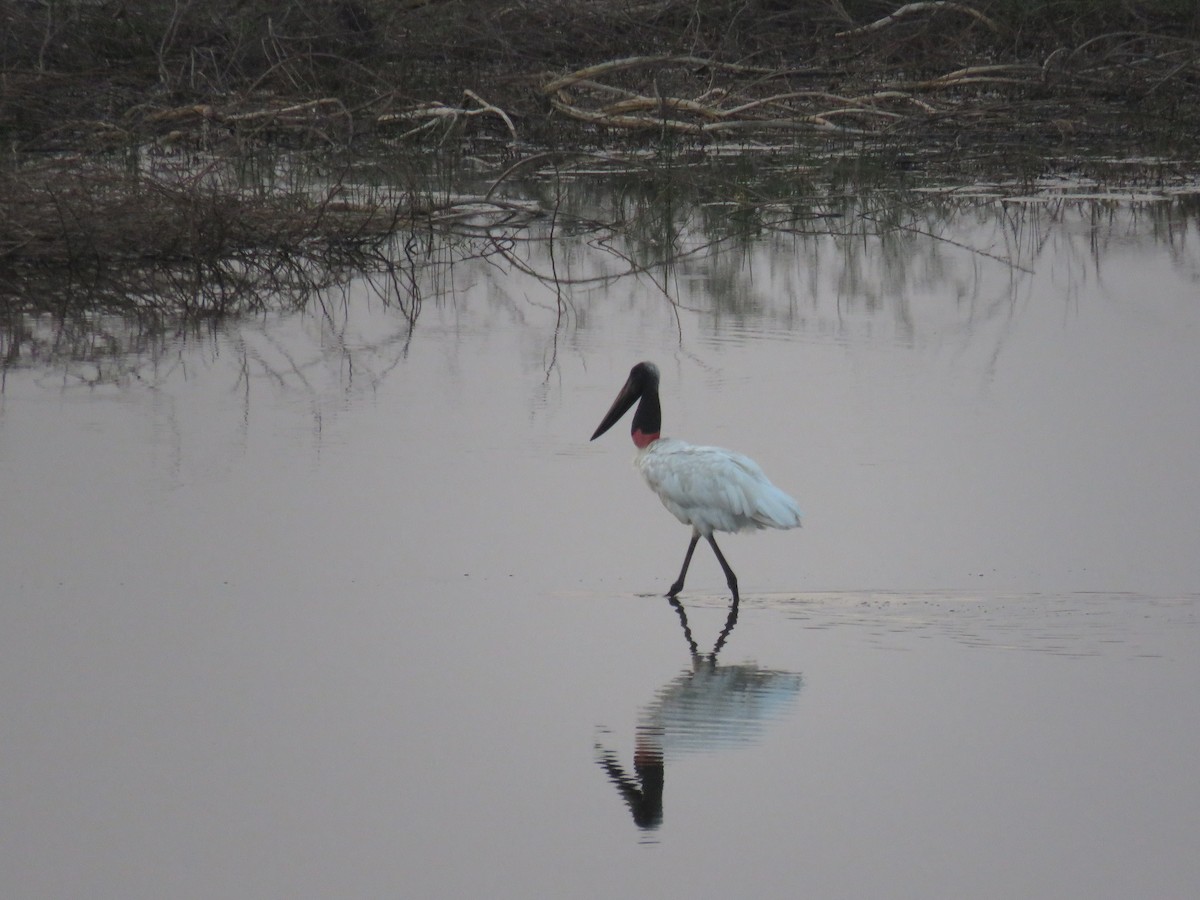 Jabiru - ML619627428