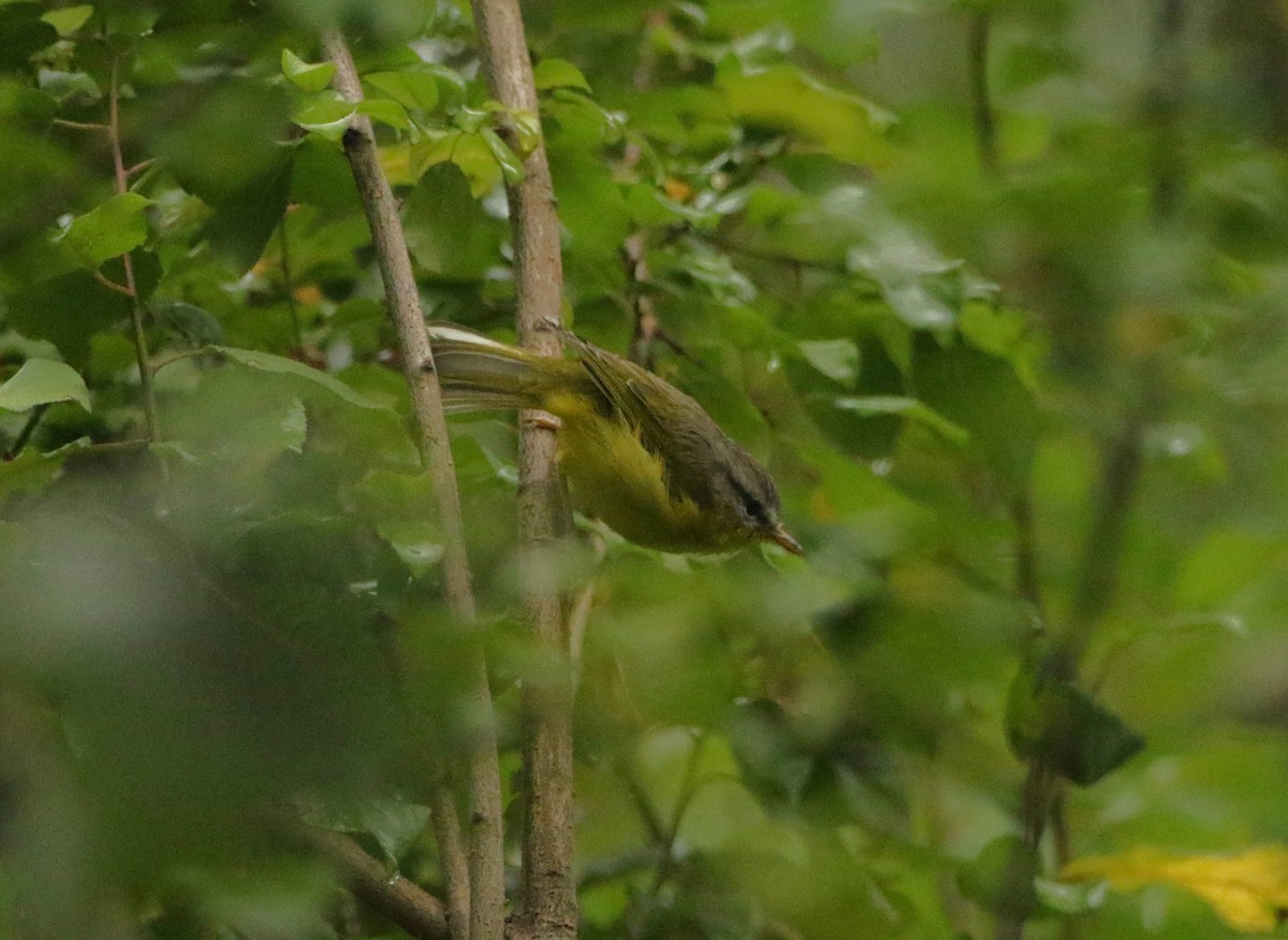 Gray-hooded Warbler - Meruva Naga Rajesh