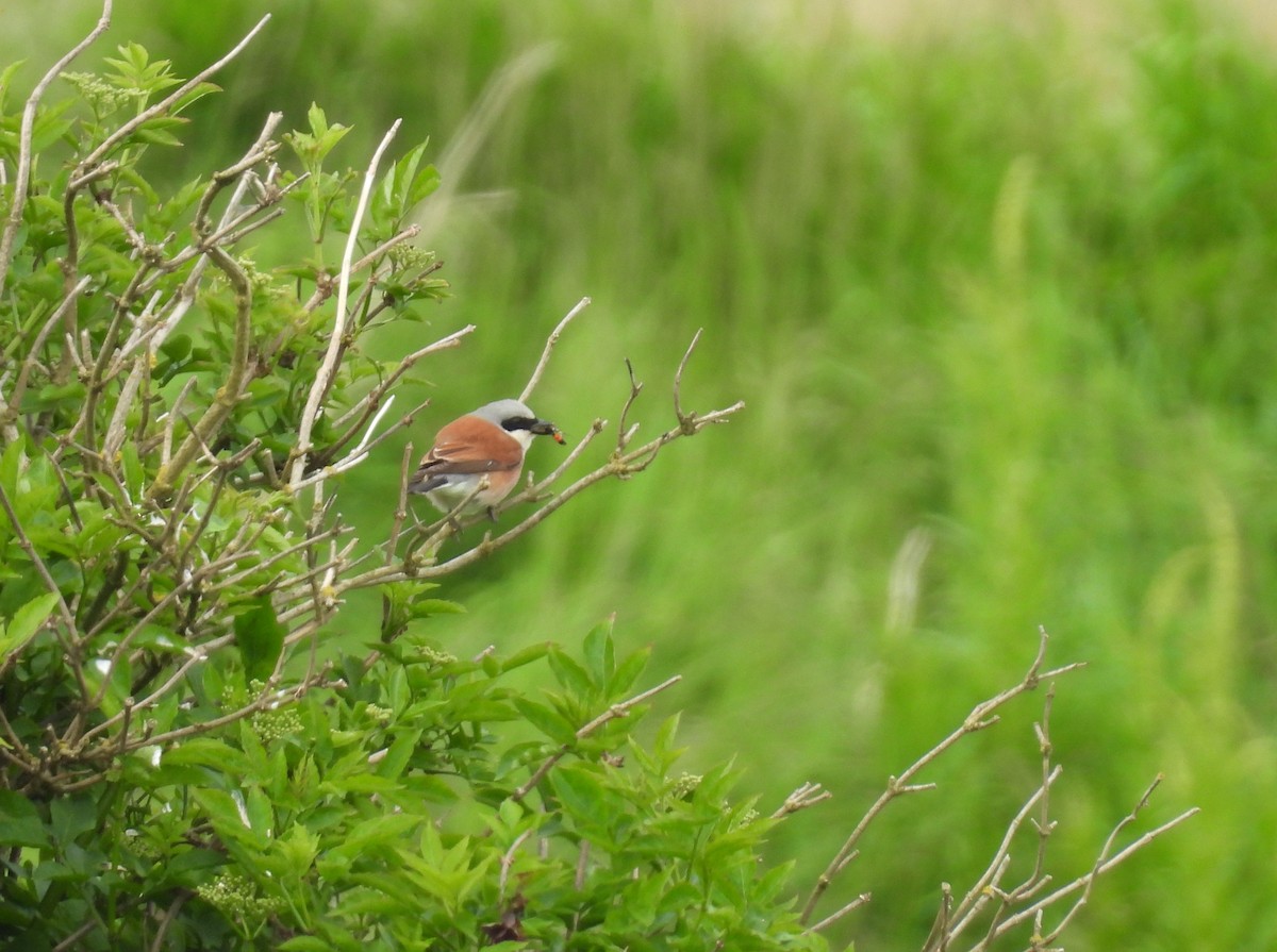 Red-backed Shrike - ML619627441