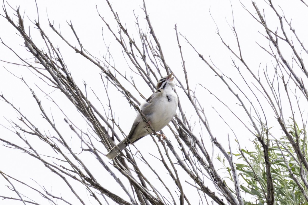 Lark Sparrow - ML619627443