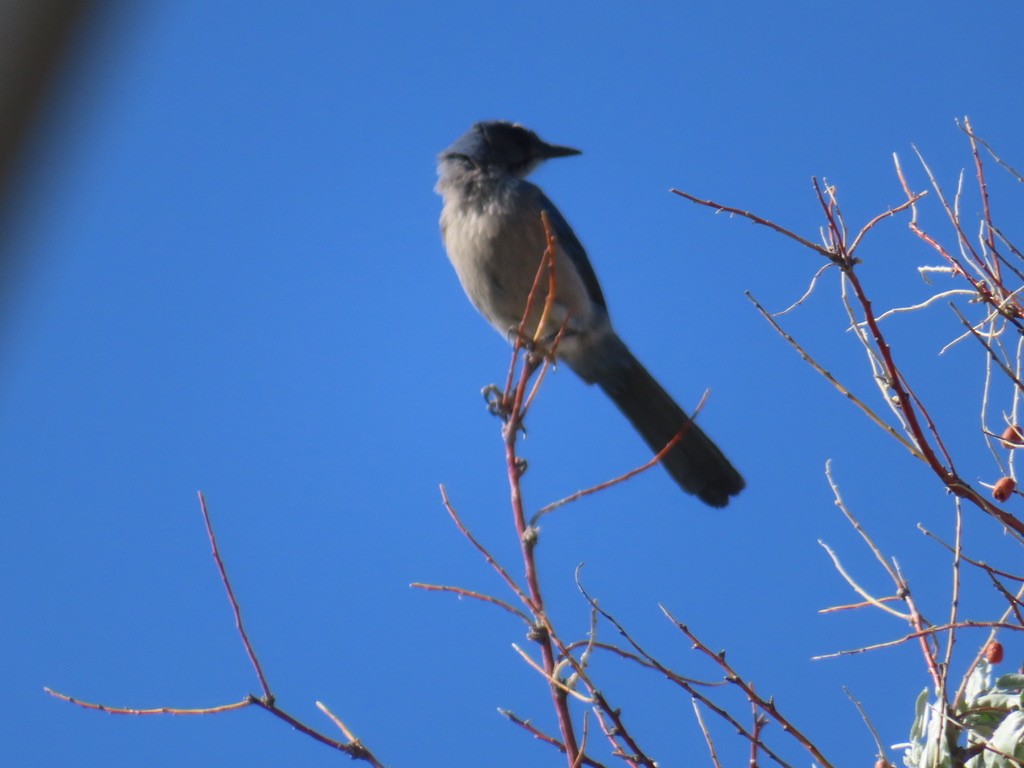 Woodhouse's Scrub-Jay - Mohini Rawool-Sullivan