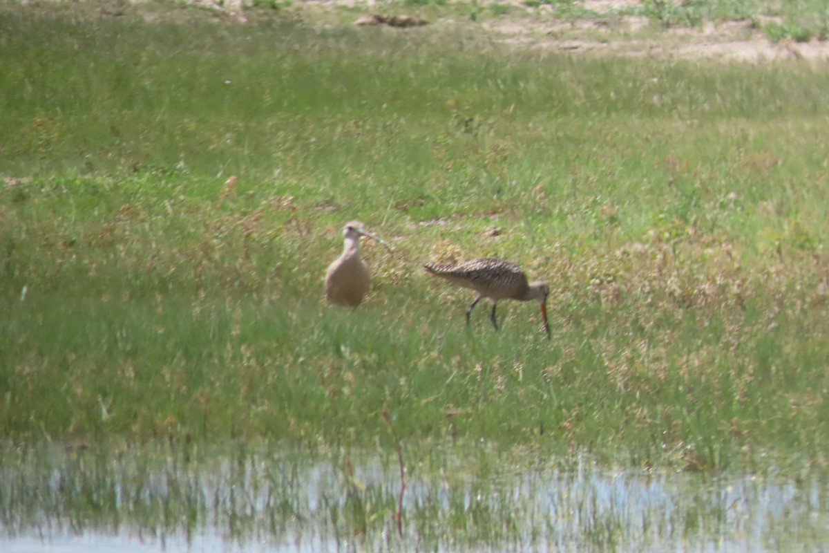 Marbled Godwit - Mike Lesnik