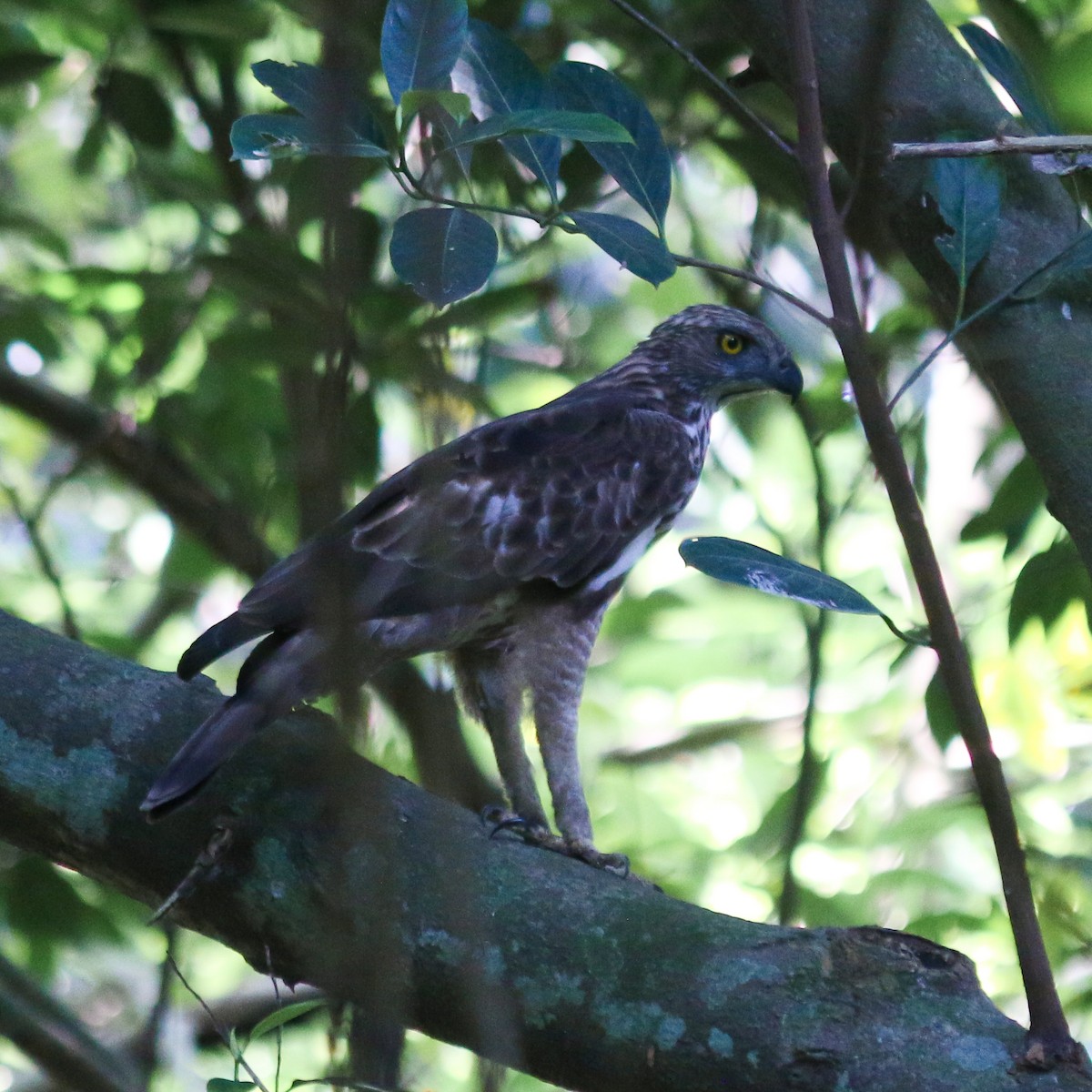 Aigle huppé - ML619627455