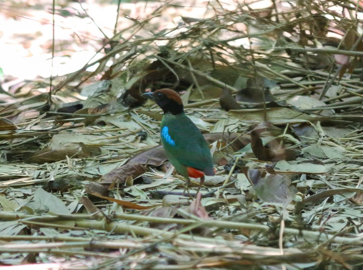 Western Hooded Pitta - Riedoan  Riyad