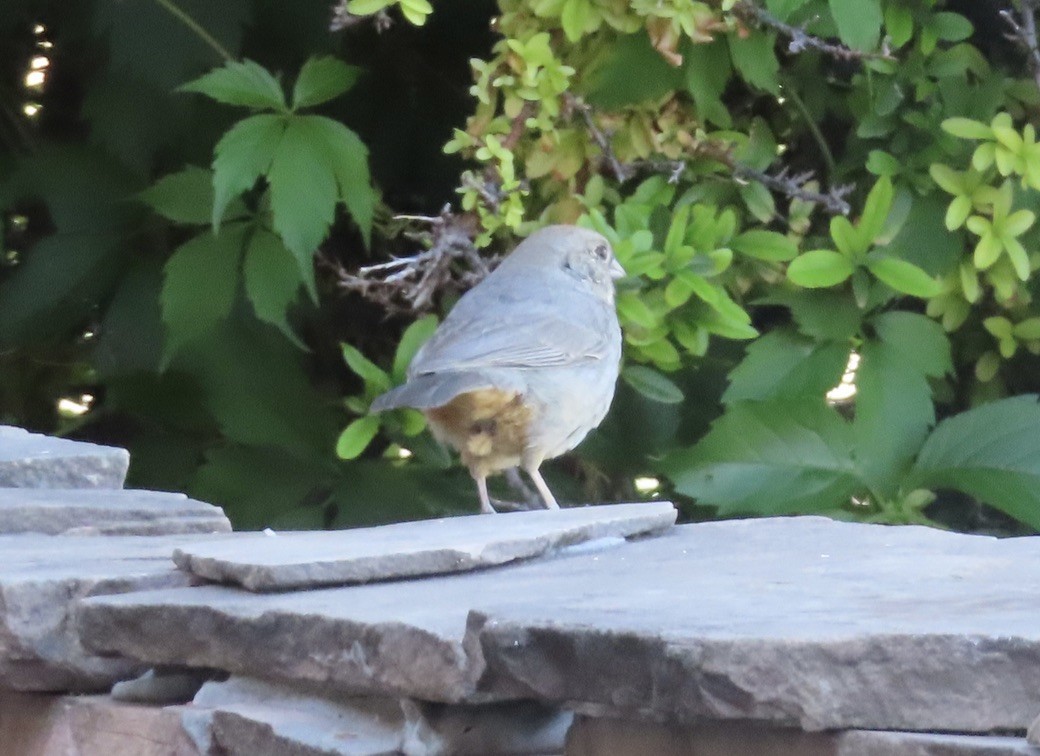 Canyon Towhee - Mohini Rawool-Sullivan