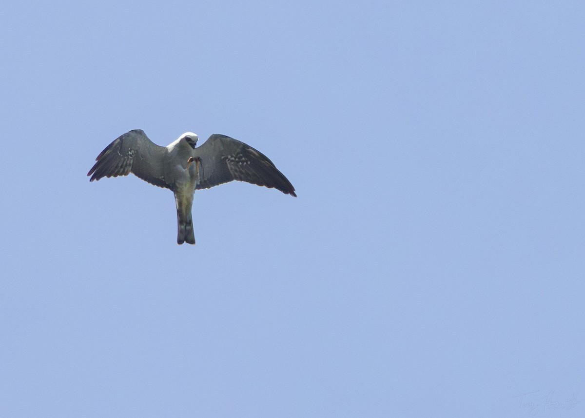 Mississippi Kite - ML619627463