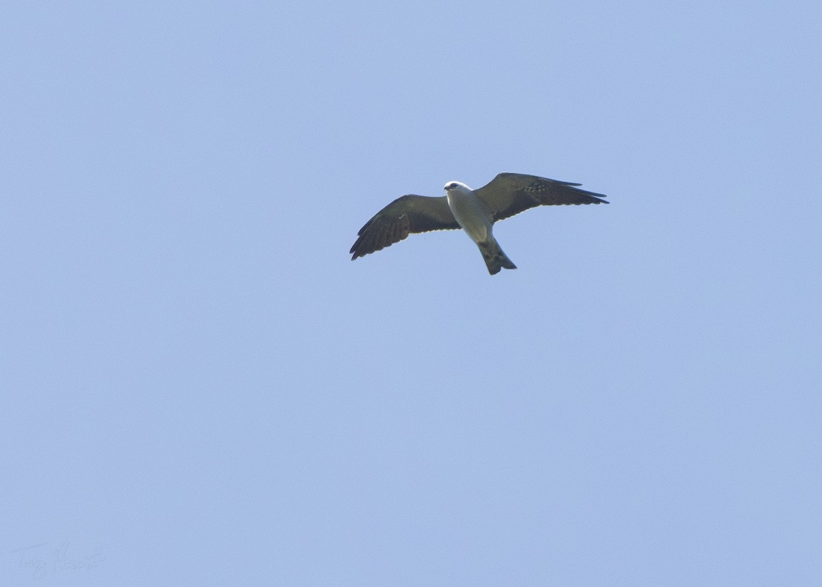 Mississippi Kite - ML619627464